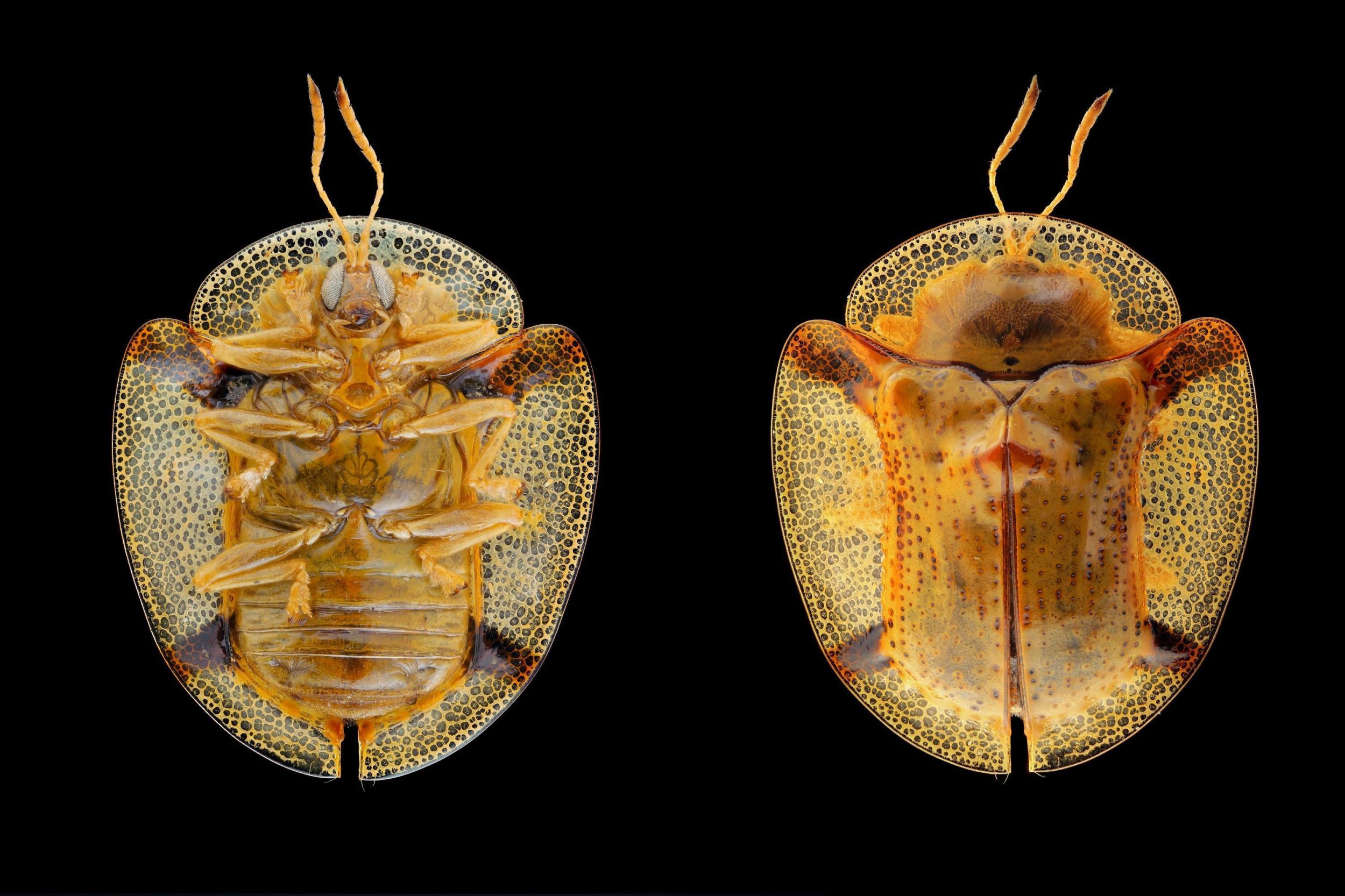 黄金龟甲